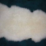 256 C Teeswater lamb 256 C Teeswater lamb