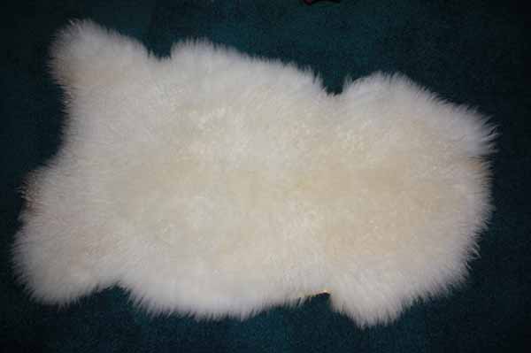 256 C Teeswater lamb 256 C Teeswater lamb