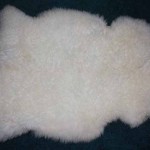 256 D Teeswater Lamb 256 D Teeswater Lamb