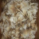 1015 Romney ewe lamb 1015 Romney ewe lamb