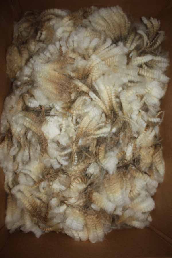 1015 Romney ewe lamb 1015 Romney ewe lamb