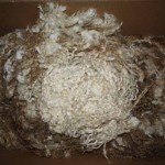 854 Teeswater ewe 854 Teeswater ewe