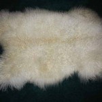 851 B Teeswater lamb 851 B Teeswater lamb
