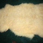 851-D Romney lamb 851-D Romney lamb