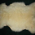851-G Romney lamb 851-G Romney lamb