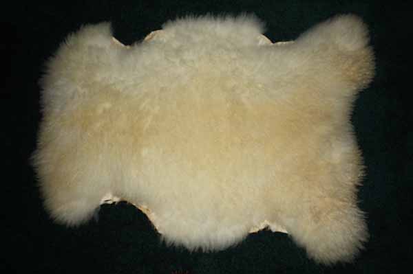 851-G Romney lamb 851-G Romney lamb