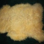 851-H Romney lamb 851-H Romney lamb