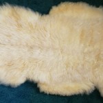 851-I Romney lamb 851-I Romney lamb