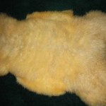 851-J Romney Lamb 851-J Romney Lamb