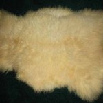 851-K Romney lamb 851-K Romney lamb