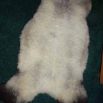 851-M Merino lamb 851-M Merino lamb