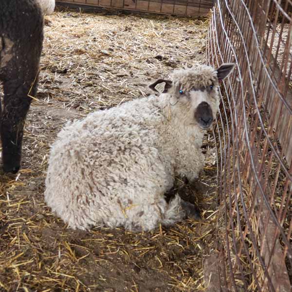 Teeswater Lambs For Sale