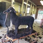 Pitchfork 1079 (click for more info) Pitchfork 1079
