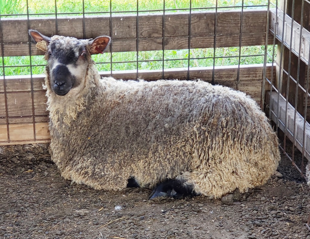 Teeswater Lambs For Sale