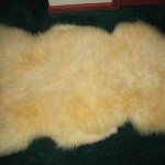 424 D - white Teeswater lamb 424 D - white Teeswater lamb