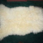 424 H - white Teeswater lamb 424 H - white Teeswater lamb