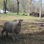 Pitchfork ewe 1139 (click for more info) Pitchfork ewe 1139