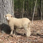 Pitchfork ewe 1141 (click for more info) Pitchfork ewe 1141
