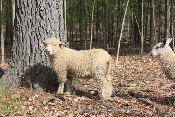 Pitchfork ewe 1141 Pitchfork ewe 1141