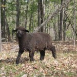 Pitchfork ram 1147 (click for more info) Pitchfork ram 1147