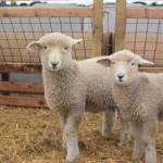 Pitchfork ram 1162 (click for more info) Pitchfork ram 1162