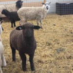 Pitchfork ewe 1163 (click for more info) Pitchfork ewe 1163