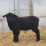 Pitchfork ewe 1165 (click for more info) Pitchfork ewe 1165