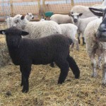 PItchfork ewe 1166 (click for more info) PItchfork ewe 1166