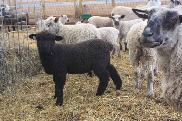 PItchfork ewe 1166 PItchfork ewe 1166