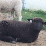 Pitchfork ram 1167 (click for more info) Pitchfork ram 1167