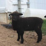 Pitchfork ewe 1168 (click for more info) Pitchfork ewe 1168