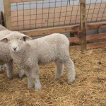 Pitchfork ewe 1176 (click for more info) Pitchfork ewe 1176