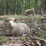 Pitchfork ewe 1175 (click for more info) Pitchfork ewe 1175