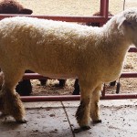 Pitchfork ewe 1142 (click for more info) Pitchfork ewe 1142