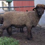 Pitchfork ram 1147 (click for more info) Pitchfork ram 1147