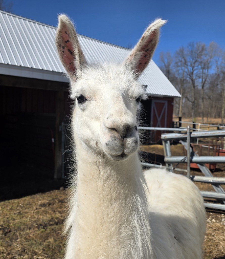 Pitchfork Harry (300974)