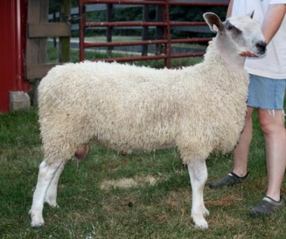 Ram lamb at five months of age