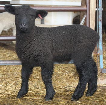 PFR 638, ram lamb