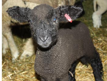 Brand-new ewe lamb