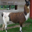 Thumbnail image for Yanaqui – our former Classic herdsire